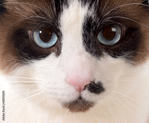 Photo: cat portrait cat portrait