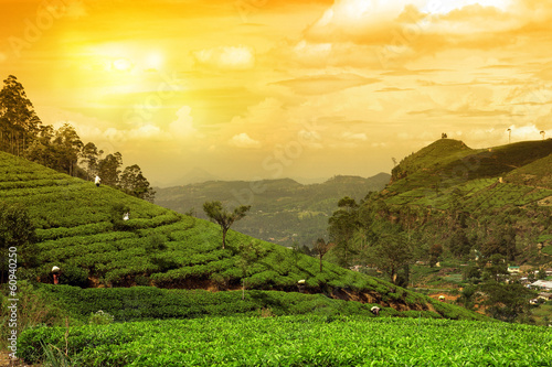 Photo: tea plantation landscape sunset tea plantation landscape sunset