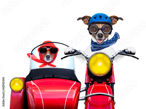 Photo: motorbike dogs motorbike dogs