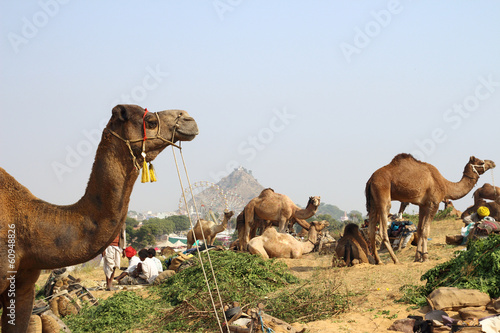 Photo: camels during festival in Pushkar camels during festival in Pushkar
