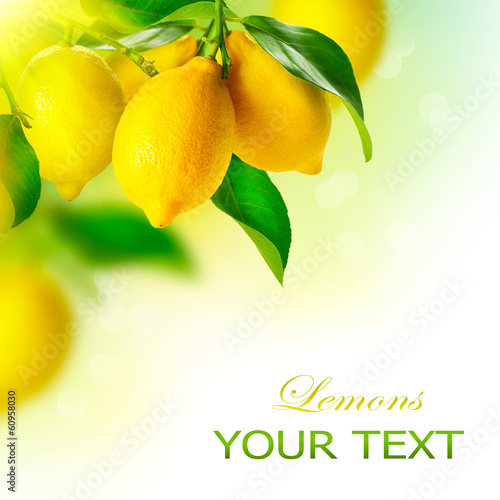 Photo: Lemon. Ripe Lemons Hanging on a Lemon tree. Growing Lemon Lemon. Ripe Lemons Hanging on a Lemon tree. Growing Lemon