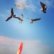 Seagull Seagull