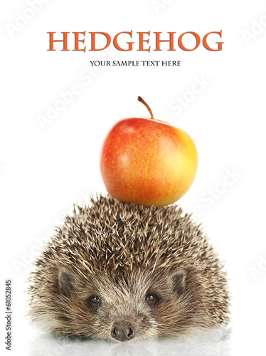 Photo: Hedgehog with apple, isolated on white Hedgehog with apple, isolated on white