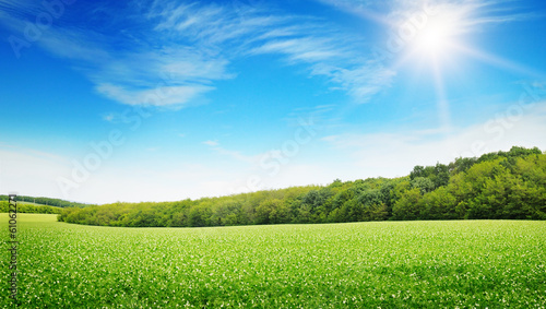 Photo: sunrise over a green field sunrise over a green field