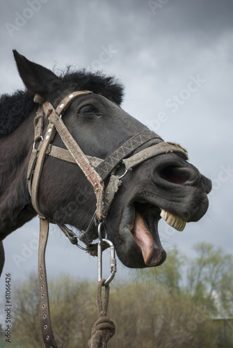 Photo: Horse Horse