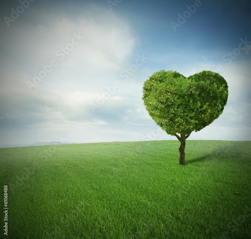 Photo: Heart tree Heart tree