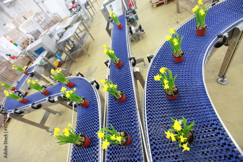 Photo: flowers on conveyor belt,production line,contemporary business flowers on conveyor belt,production line,contemporary business