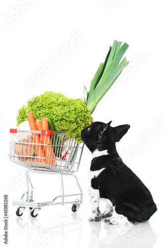 Photo: Welpe mit Einkaufswagen Welpe mit Einkaufswagen