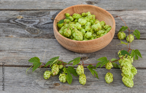 Photo: Harvest of hops Harvest of hops
