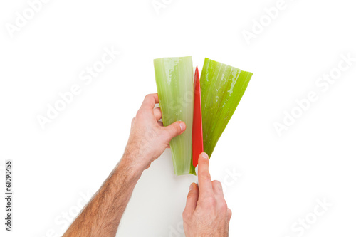 Photo: Close up of hands cutting aloe vera with a knife Close up of hands cutting aloe vera with a knife