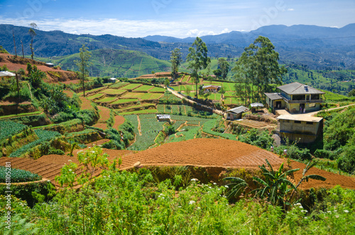 Photo: Tea plantations Tea plantations