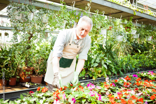 Photo: Gardener examining a plant Gardener examining a plant