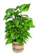 Epipremnum aureum plant Epipremnum aureum plant