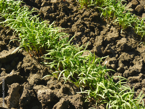 Photo: dill seedlings dill seedlings