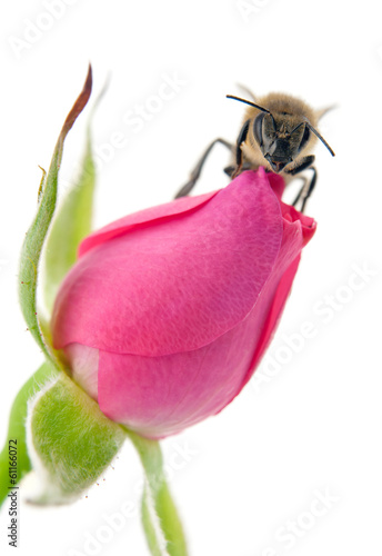 Photo: bee and rose bee and rose