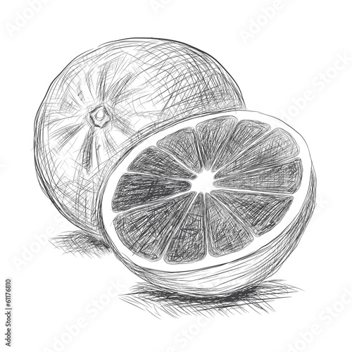 Vector: orange orange