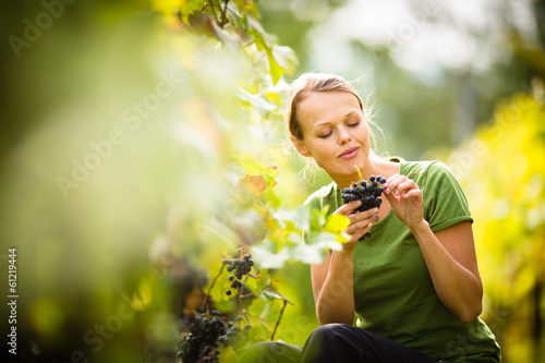 Photo: Woman picking grape during wine harvest Woman picking grape during wine harvest