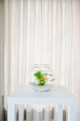 Photo: 金魚鉢 金魚鉢