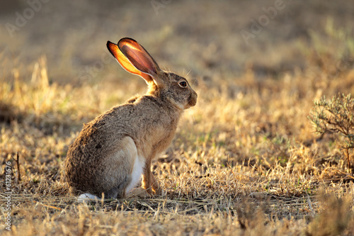 Photo: Scrub hare (Lepus saxatilis) Scrub hare (Lepus saxatilis)