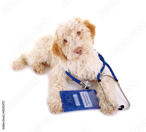 Photo: Tierarzt – Hund Tierarzt – Hund
