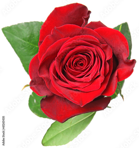 Photo: Red rose Red rose