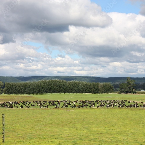 Photo: Cows in New Zealand Cows in New Zealand