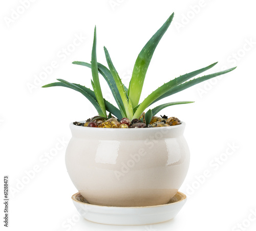 Photo: aloe aloe