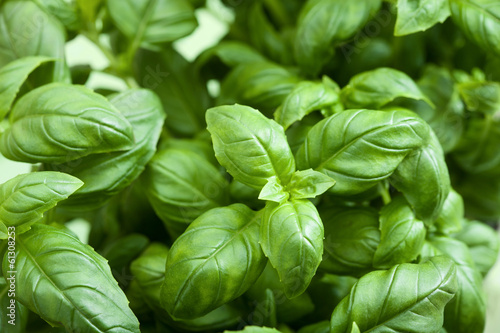 Photo: fresh basil leaves fresh basil leaves