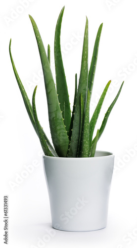 Photo: aloe vera aloe vera