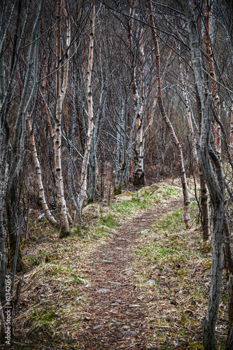 Fototapeta Narrow footpath goes through dark birch forest in spring season