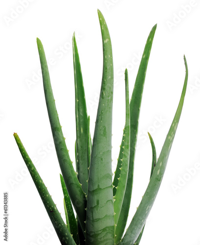 Photo: aloe vera aloe vera