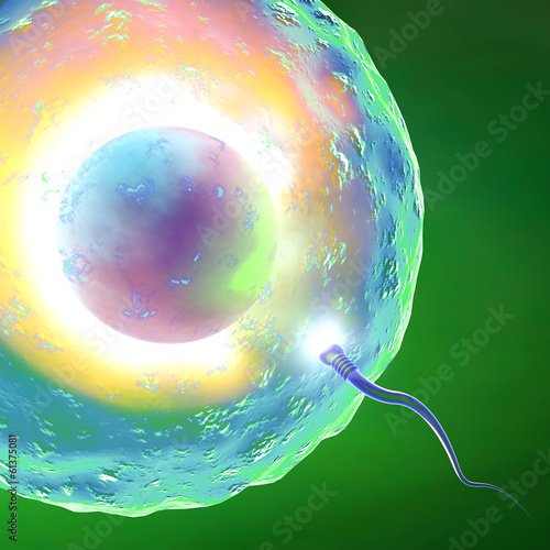 Illustration: Concepimento ovulo e spermatozoo Concepimento ovulo e spermatozoo