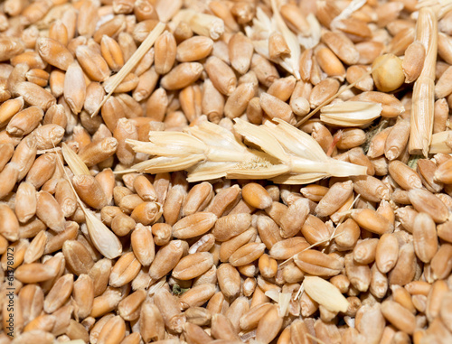 Photo: Wheat background view from the top Wheat background view from the top