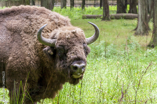 Photo: Bialowieski National Park - Poland. Aurochs head. Bialowieski National Park - Poland. Aurochs head.
