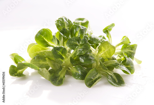 Photo: Lamb's lettuce Lamb's lettuce