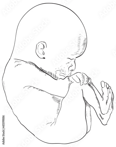 Vector: Human embryo Human embryo