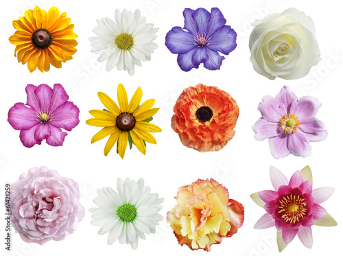 Photo: Flowers Collection Flowers Collection