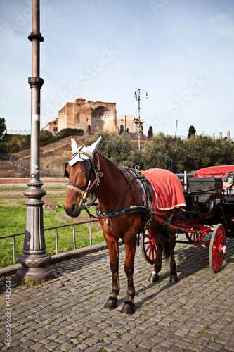 Photo: Rome in January: Horse near Coliseum in Rome, Italy. Rome in January: Horse near Coliseum in Rome, Italy.
