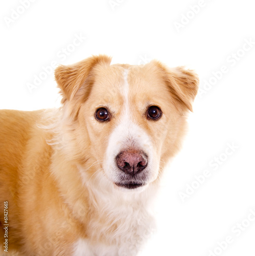 Photo: Aufmerksamer Hund Aufmerksamer Hund