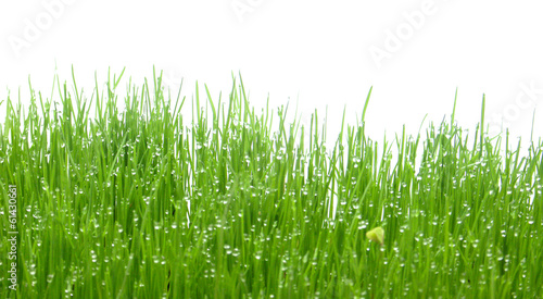 Photo: herbe mouillée herbe mouillée