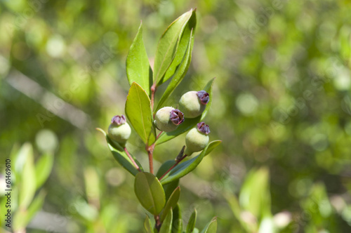 Photo: Common Myrtle, Myrtus communis Common Myrtle, Myrtus communis
