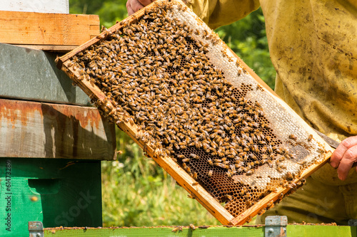 Photo: Bees in the combs in an open frame Bees in the combs in an open frame
