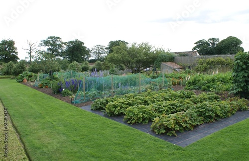 Photo: vegetable garden vegetable garden