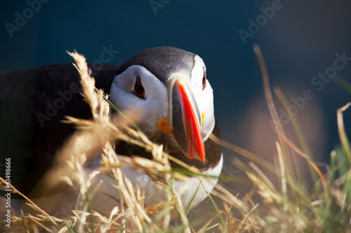 Photo: Puffin Puffin