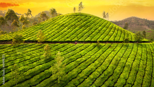 Photo: Small woman in tea plantations Small woman in tea plantations