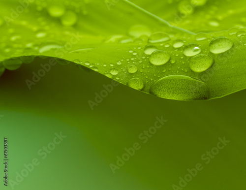 Photo: Plant Plant