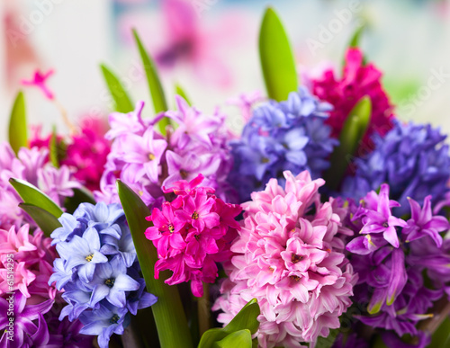 Photo: Multicolored hyacinths Multicolored hyacinths