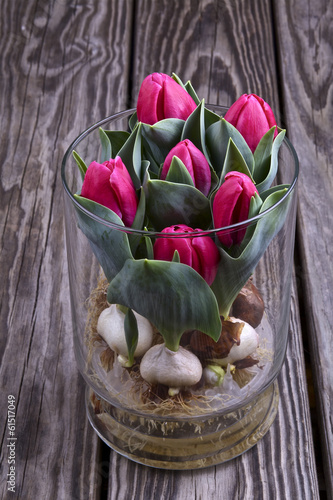 Photo: Blooming tulips in a glass vase Blooming tulips in a glass vase