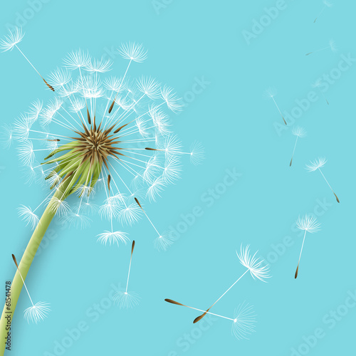 Fototapeta White dandelion with pollens isolated