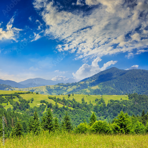 Photo: pine trees near valley in mountains on hillside summer day pine trees near valley in mountains on hillside summer day